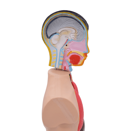 Модель «Торс человека», 65 см